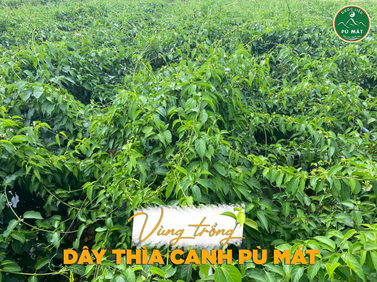 tra-tui-loc-day-thia-canh-la-to-pu-mat-tui-zip-250g